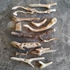 自然な雰囲気の流木さん⑫　流木　ミニ流木　木材　貝殻　インテリア　アロマストーン