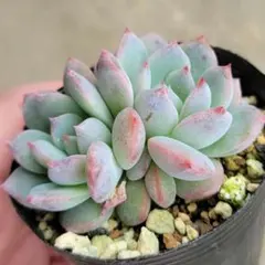 ぼのぼのさん苗 コロラータタパルパ×臼田リンゼアナ こんにちは😊 今日のきまぐれセット選んできました❣️ #ラパスx臼田