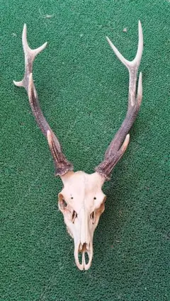 2025年最新】頭蓋骨 鹿の人気アイテム - メルカリ