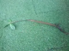 オヒルギ　マングローブ　苗　沖縄/熱帯/植物　花卉/園芸/グリーン/淡水/海水魚のサムネイル