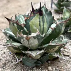 子株】 agave titanota beast アガベ チタノタ ビースト - メルカリ