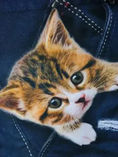 新品★癒し系★子猫★キャンパストート