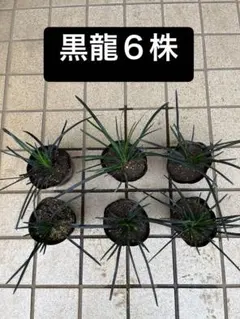 2026年最新】龍の髭 苗の人気アイテム - メルカリ