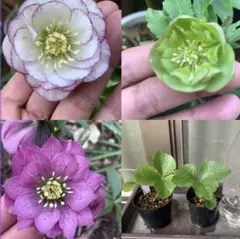 クリスマスローズ1～2年生小苗セット　７品種　おまけ種子付き 2026年最新】クリスマスローズ＃の人気アイテム - メルカリ