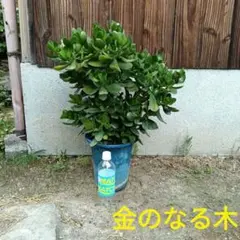 中型〜大型　 金のなる木　フチベニベンケイ　花月　成り金草　多肉植物 　69cmのサムネイル