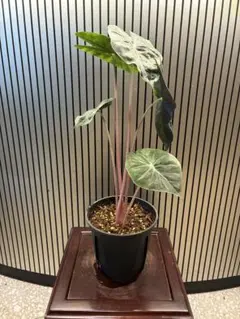 アロカシア 苗セット 複数種 - メルカリ