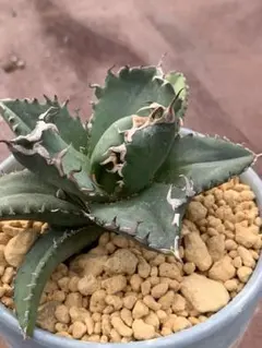 2026年最新】アガベオテロイの人気アイテム - メルカリ