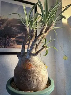 送込 超希少種 ユーフォルビア フスカ 蛮蛇頭 発根済 デセプタ