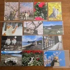 猫と桜のポストカード 13枚セット
