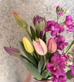 6種類6本のチューリップと八重咲きストックの切り花セット　生花　ネコポス