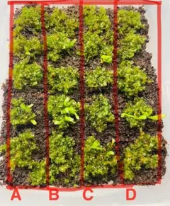 P.Foongsiqi 大株 2025年最新】Foongsiqiの人気アイテム - メルカリ