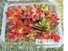 多肉植物　寄せ植え　クラッスラ　赤鬼城？　カット苗　箱いっぱい‼️ 多肉植物 寄せ植え クラッスラ 赤鬼城？ カット苗 箱いっぱい