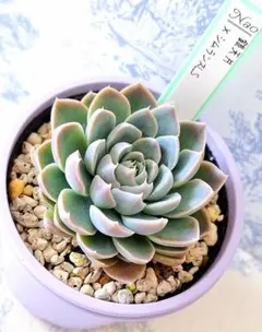フィオナ×ラウリンゼ札付きポットごとメルカリ便me♡succulentさん苗