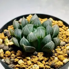 2025年最新】オブツーサ ブラックの人気アイテム - メルカリ