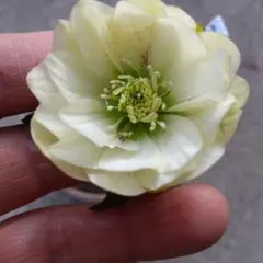 りっちゃん様 リクエスト 2点 まとめ商品