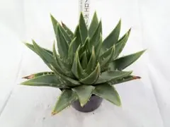 アロエ　ポリフィラ　２　多肉植物のサムネイル