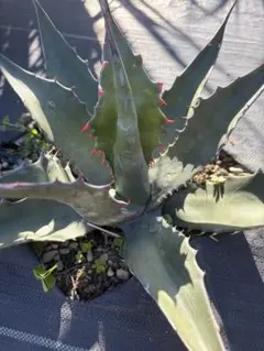 2025年最新】サルミアナフェロックス アガベの人気アイテム