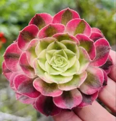③多肉植物／アエオニウム ／シーキング錦（海王錦）／抜き苗／第四種