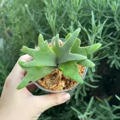 P.willinckii ’Nano’ spore 4315のサムネイル
