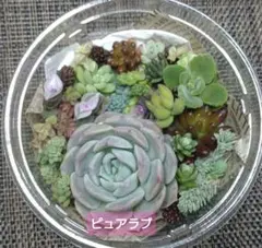 多肉植物　寄せ植えセット　カット苗　多肉弁当