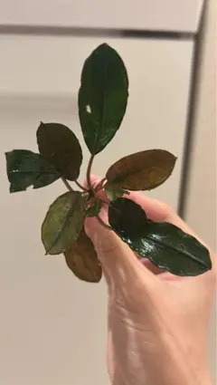 2026年最新】ブセファランドラ ピンクレディーの人気アイテム - メルカリ