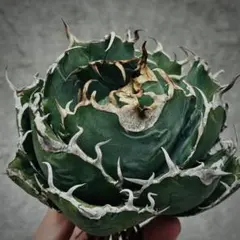 2025年最新】白鯨 ボールの人気アイテム - メルカリ