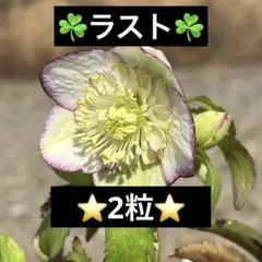 ❤️194❤️☘️ラスト☘️⭐️クリスマスローズ⭐️セルフ種子