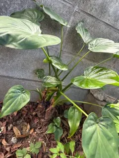 hlto8801297様 リクエスト 4点 まとめ商品