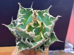 2026年最新】アガベチタノタシーザーの人気アイテム - メルカリ