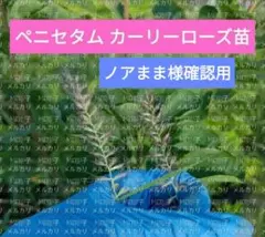 ananas様確認用 ペニセタム カーリーローズ苗 ネコポス予定 - メルカリ