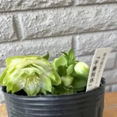 2026年最新】利休 クリスマスローズの人気アイテム - メルカリ