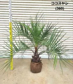 ココスヤシ　(359)　シルバーリーフ ココスヤシ (359) シルバーリーフ - メルカリ