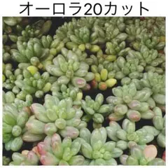 多肉植物 セダム 虹の玉錦 カット苗 - メルカリ