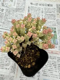 moko様 リクエスト 6点 まとめ商品