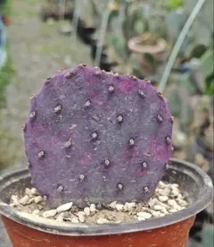 輸入苗 opuntia cv. curivispinus オプンチア サボテン 2026年最新】Yahoo!オークション -オプンチアopuntiaの中古品・新品