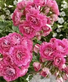 超レアゼラニウム開花苗 - メルカリ