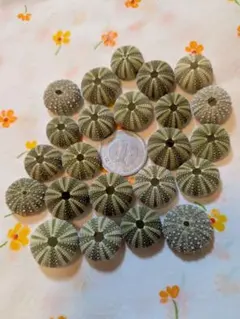 ウニの殻 ウニ殻 まとめて Ｎｏ．7 貝殻