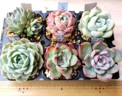 2026年最新】エケベリア 葉挿しセットの人気アイテム - メルカリ