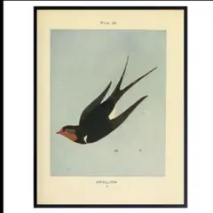 ミッドセンチュリー 印刷物