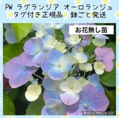2026年最新】ラグランジア クリスタルヴェール2の人気アイテム - メルカリ