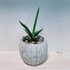 2025年最新】サンセベリア 希少の人気アイテム - メルカリ