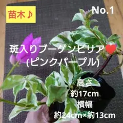 ブーゲンビリア斑入り　 らくらくメルカリ便発送‼️ ブーゲンビリア斑入り ブーゲンビレア - メルカリ