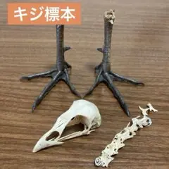 骨格標本・足標本　キジ
