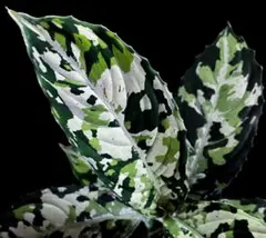 ◆RGL◆ 斑入り 中株 現地便 南スマトラ アグラオネマピクタム マルチカラー 南スマトラ産-現地便です- 4色マルチカラー アグラオネマ ピクタム