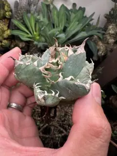 【アガベ】魔丸　楊炎　大株※同等品送付