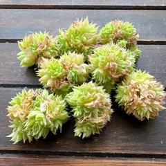 バタフライマルギャン　8苗セット　カット苗　韓国苗　寄せ植えに！