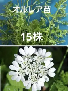 オルレア 抜き苗 ネコポス発送 - メルカリ