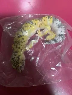 専用ページです未開封‪‪❤︎‬レオパ カプセルトイ イエロー