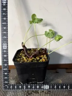 ペラルゴニウムミラビレ 現地株枝挿し 発根済み① - メルカリ