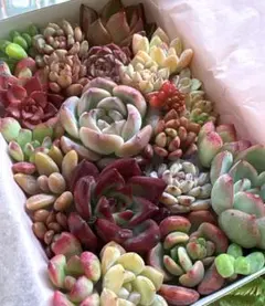 3多肉植物❤️エケベリア 韓国苗 詰め合わせ 寄せ植えセット 多肉弁当 赤 ピンク